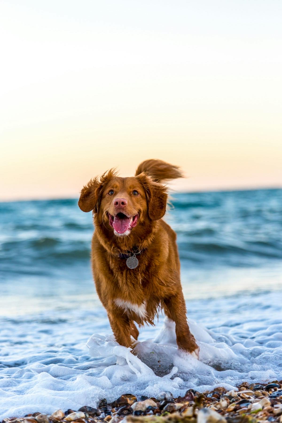 A happy dog running through the surf on a beach