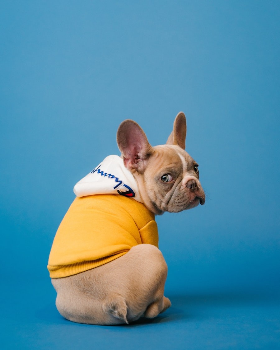 A French bulldog in a yellow hoodie looking over its shoulder